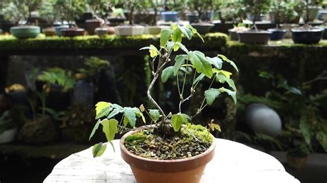 桂樹盆栽|山採り月桂樹 【Bonsai diary 盆栽日記 8/1】初心者の簡単盆栽の。